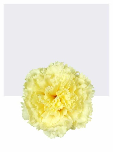 główki kwiatowe wiosenne