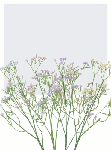 rośliny ozdobne wiosna