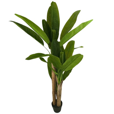 Bananowiec - drzewko150 cm (T105)