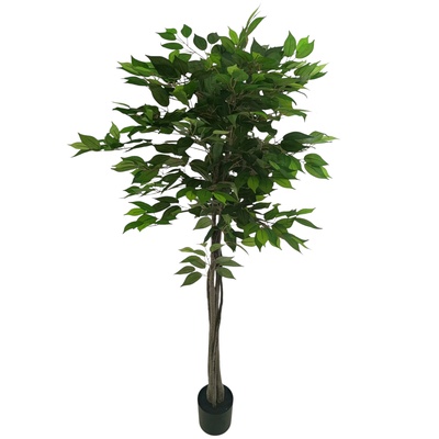 Fikus - drzewo 150 cm (T104)